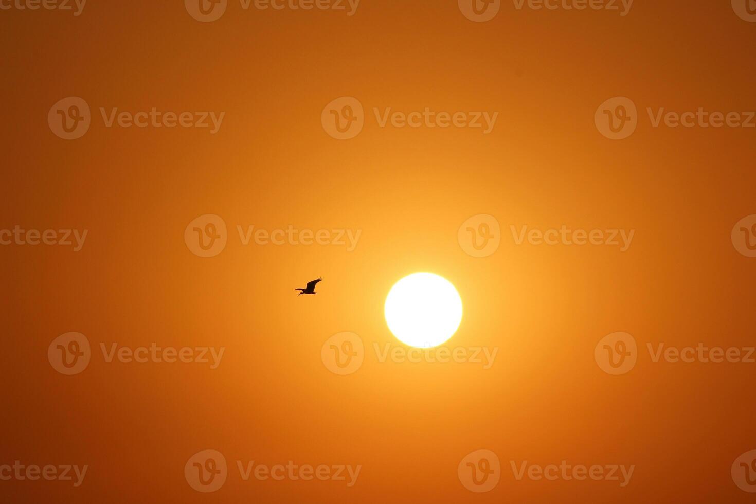 Fiery Sunset with Birds in Flight photo