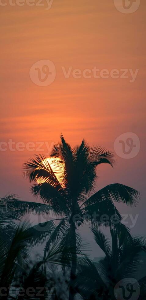 Sunset Behind Silhouetted Palm Tree photo