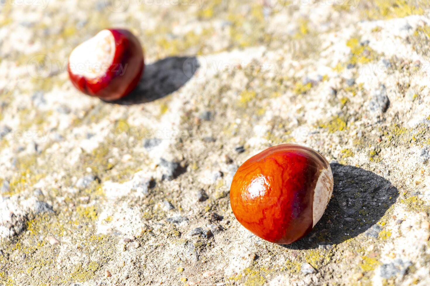 Two shiny chestnuts lie on the ground. photo