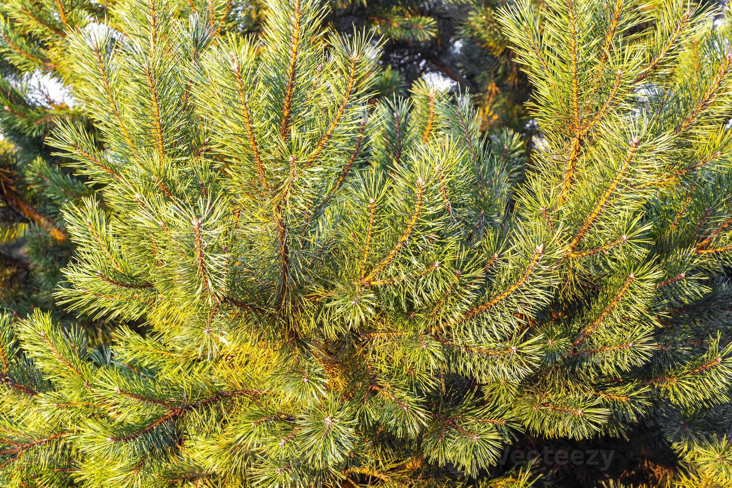 Fir branches and cones with a cloudy sky. photo