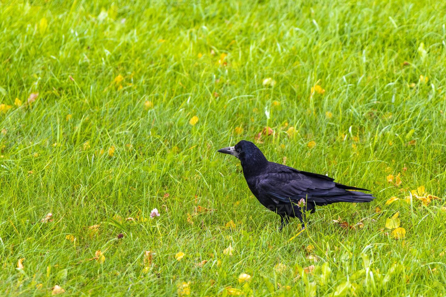 Jackdaw Raven Crow Bird on green meadow and Lawn. photo