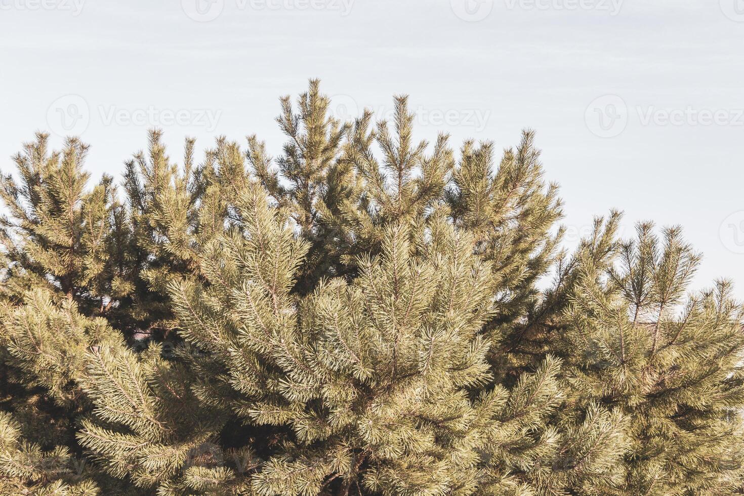 Fir branches and cones with a cloudy sky in Brest Belarus. photo