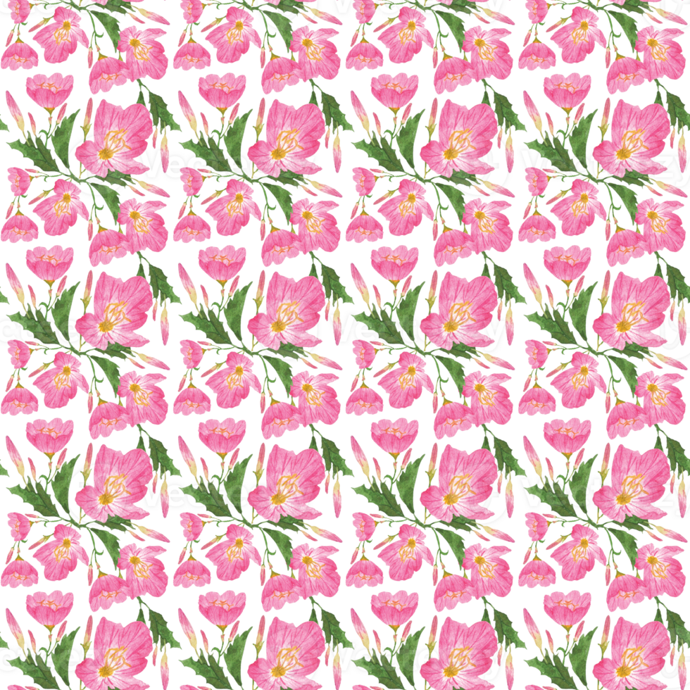 Watercolor Illustration Pink Evening Primrose Flower Pattern png