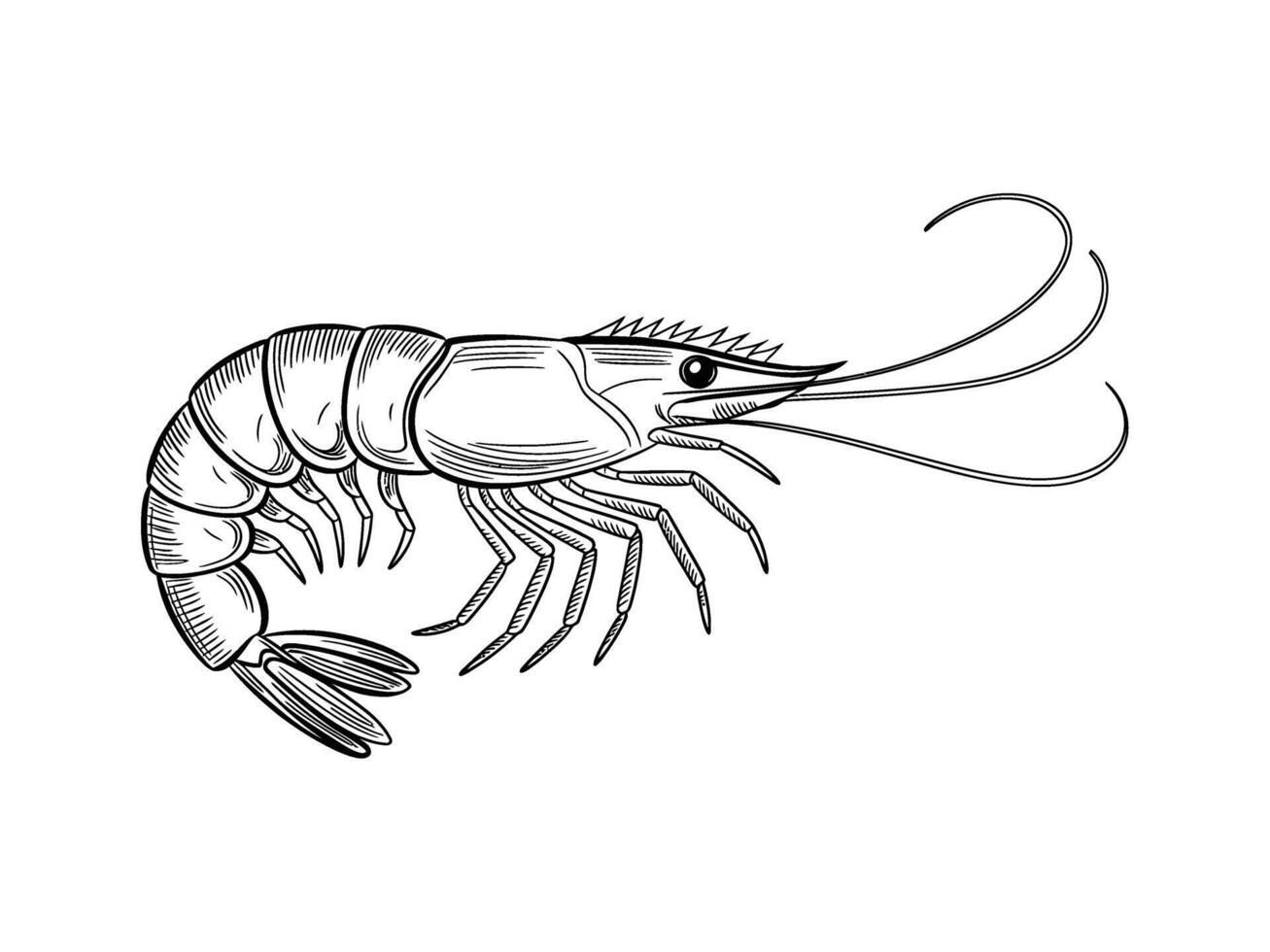 Shrimp illustration isolated on white background vector