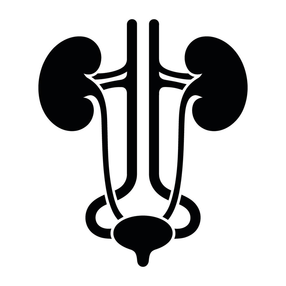 The kidney is shown in black and white vector
