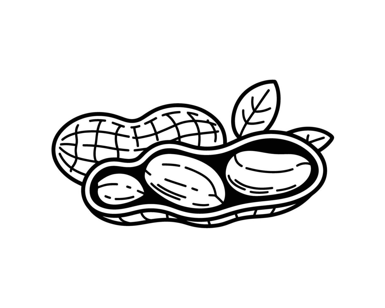 A black and white drawing of a peanut vector