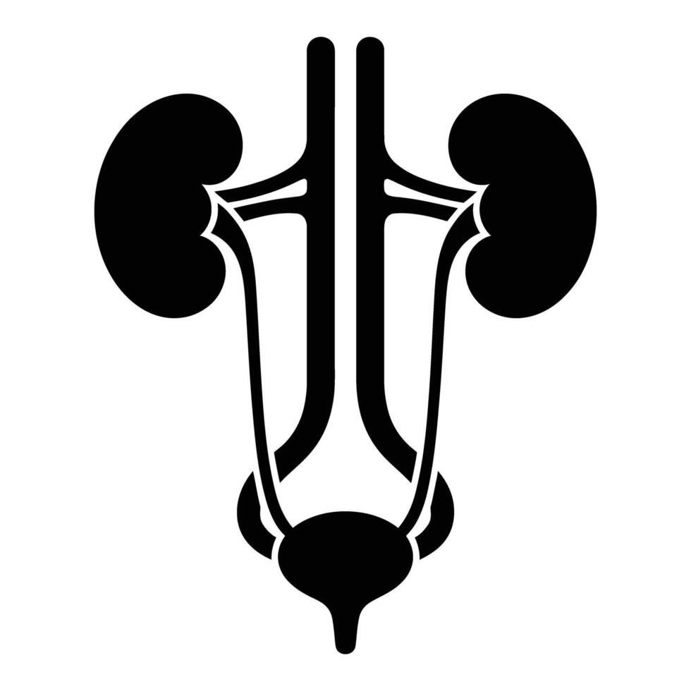 A black and white kidney icon vector