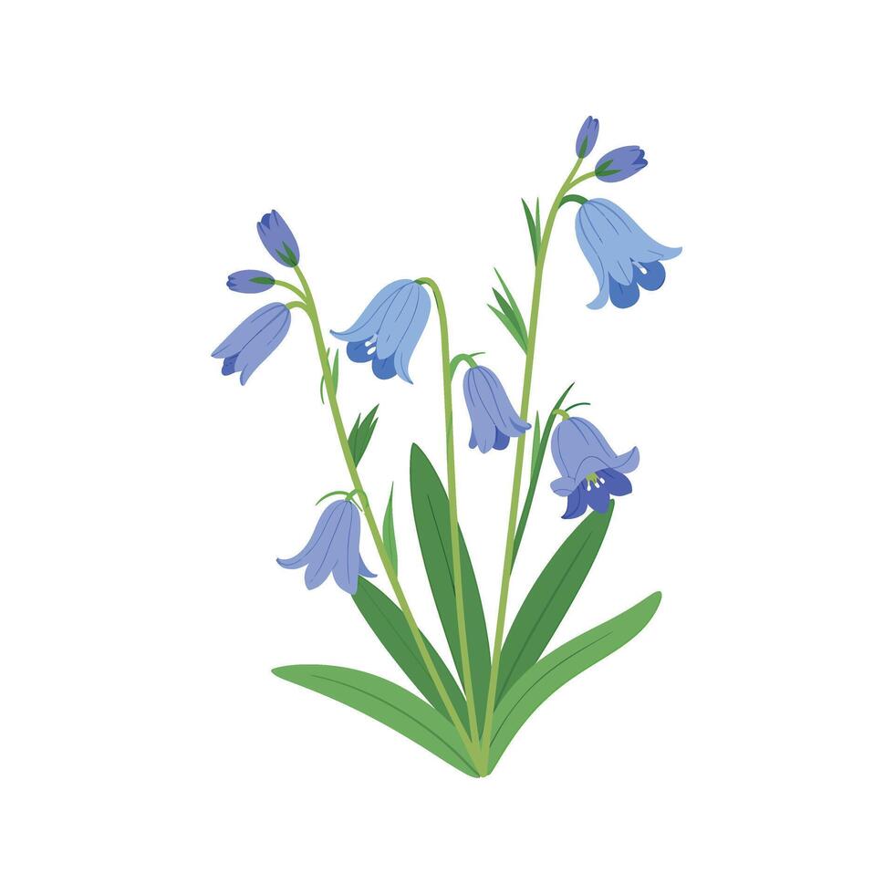 Bluebells are shown in this illustration vector