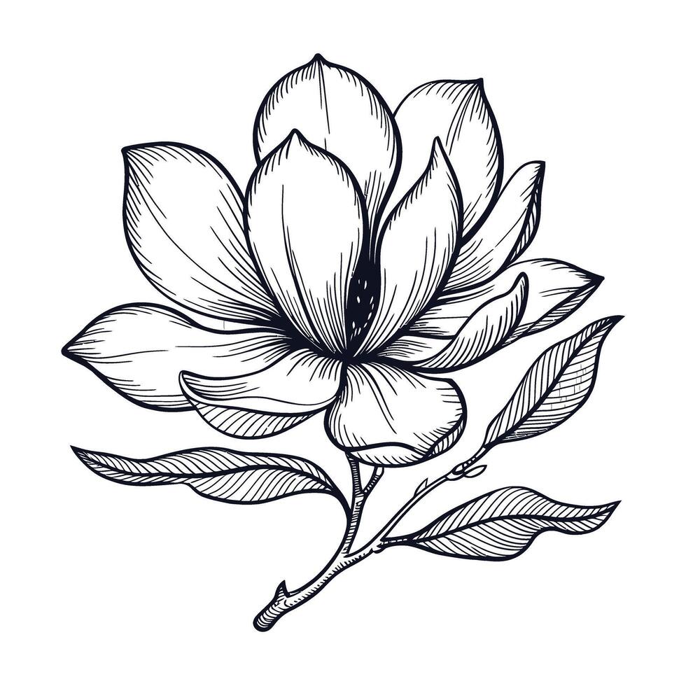 Magnolia flower illustration vector