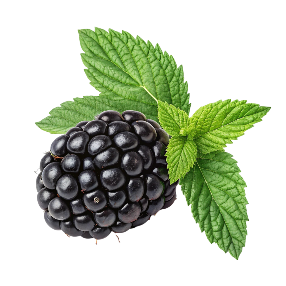 fresh blackberry with mint png
