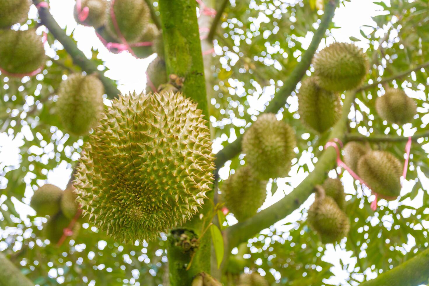 Durian Tree with Spiky Fruits Hanging from Branches in Nature photo
