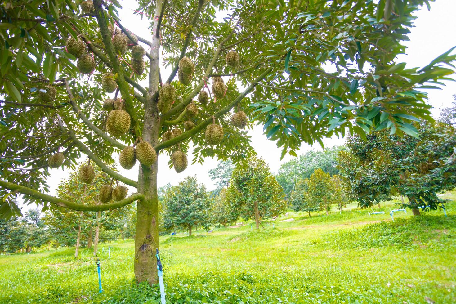 Durian Tree in Lush Orchard with Green Grass and Dense Foliage photo