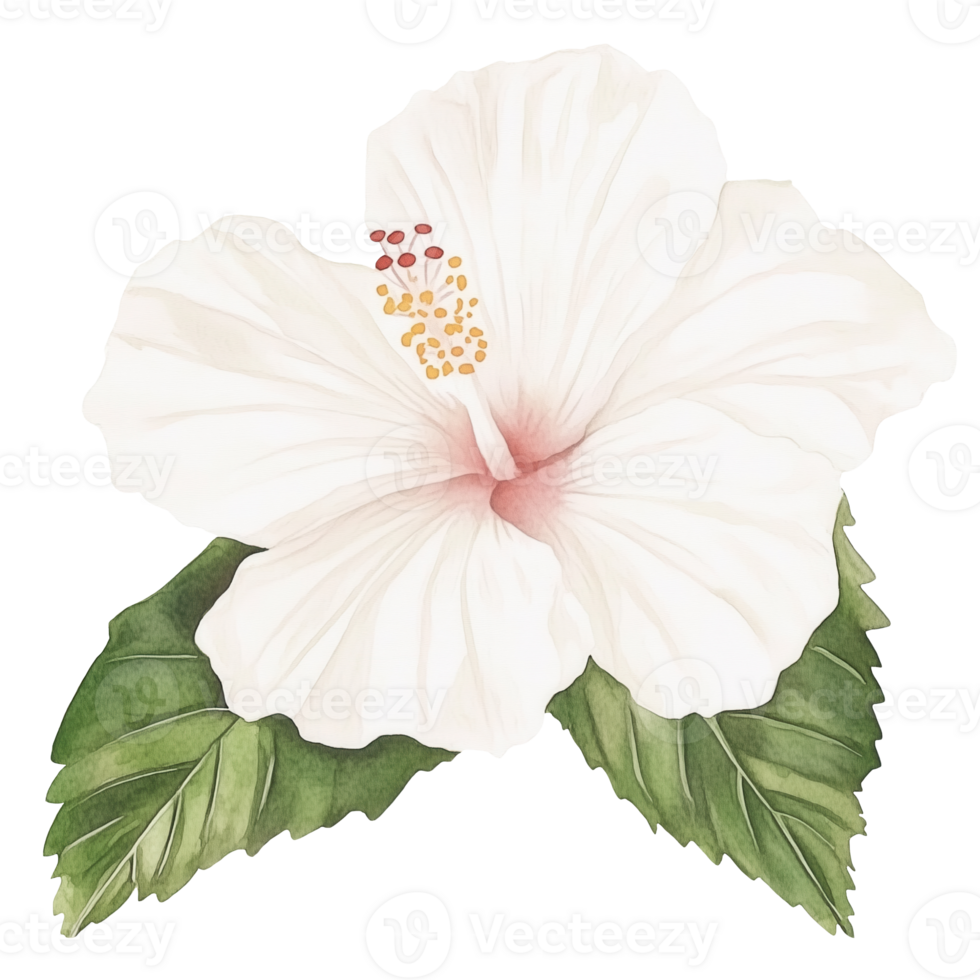 White hibiscus flower with delicate petals and green leaves displayed against a light background png