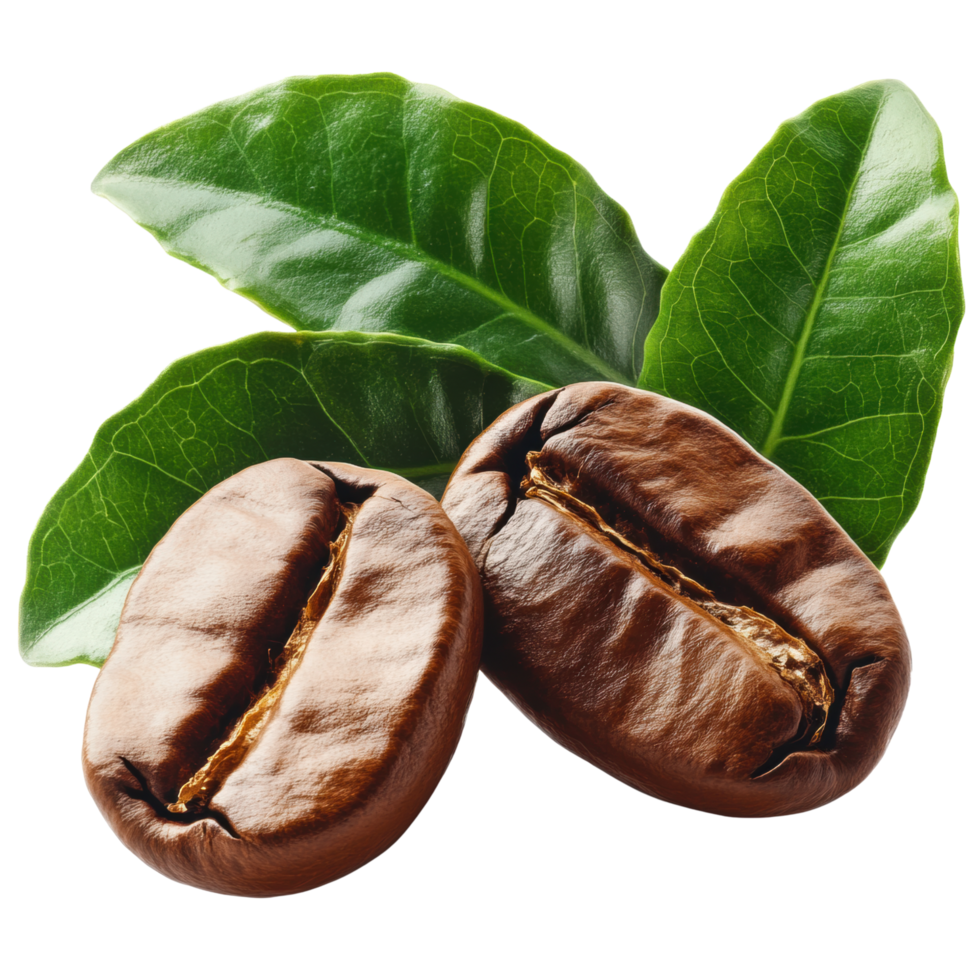 Two roasted coffee beans are placed front of vibrant green coffee leaves, creating fresh and aromatic composition. rich brown color of beans contrasts with lush green leaves, evoking sense png