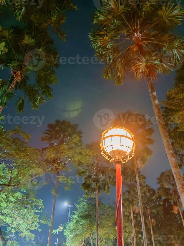 Illuminated Palm Trees and Lantern at Night Serene Urban Landscape. photo