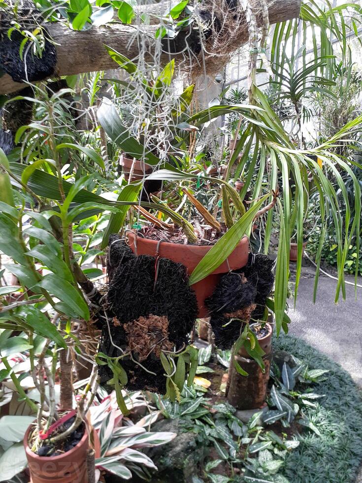 Lush Orchid Collection in a Tropical Greenhouse Setting photo