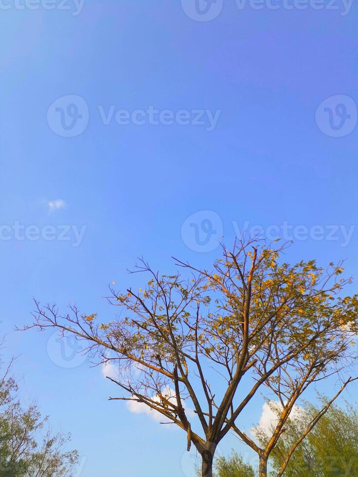 Golden Canopy Tree Branches Against Azure Sky, Serene Nature Scene photo