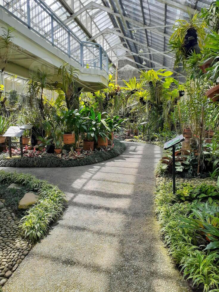 Lush Greenhouse Interior Tropical Plants, Winding Path, and Sunlight Shadows photo