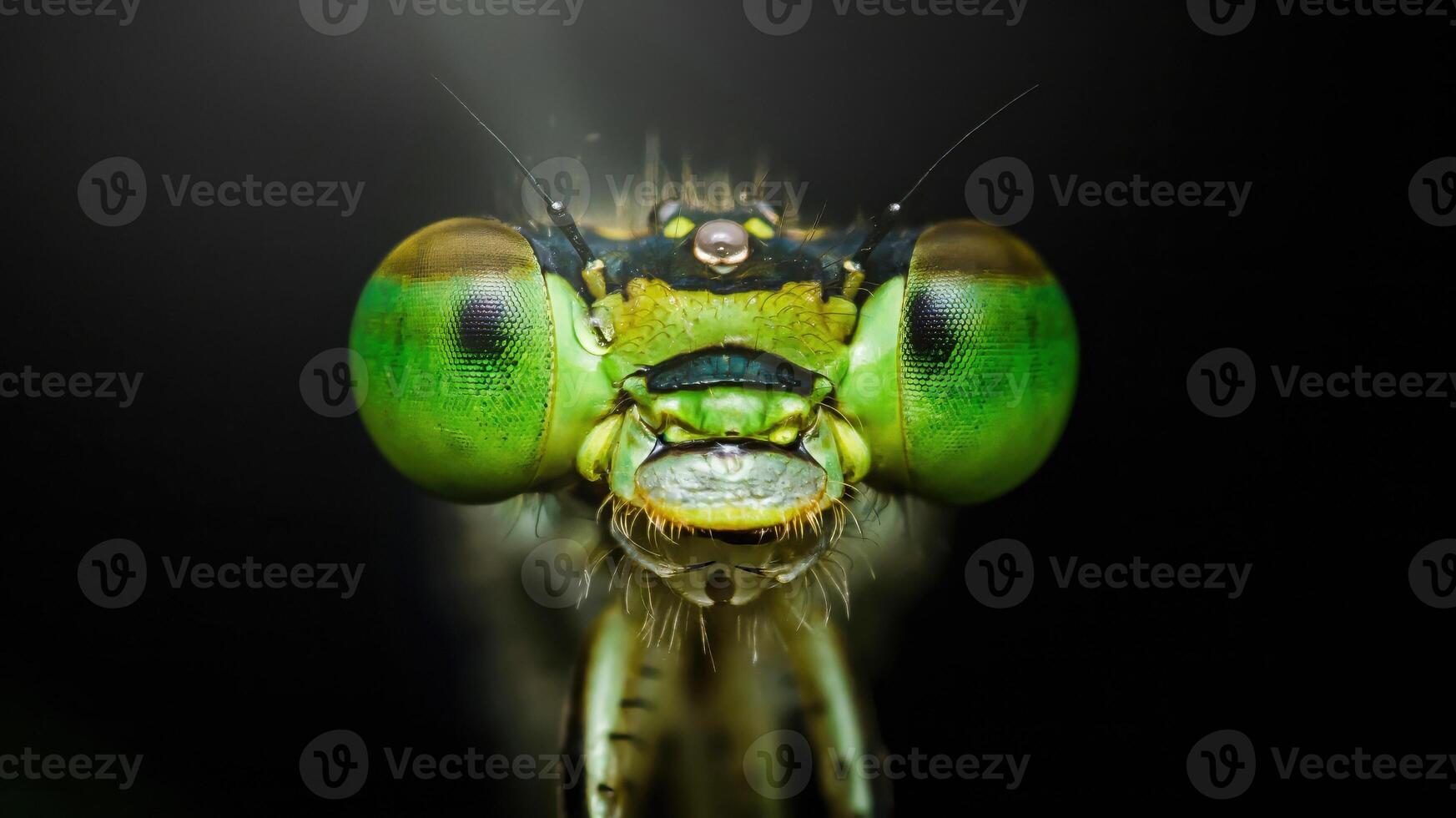 Extreme close-up of damselfly showing its compound eyes and mandibles photo