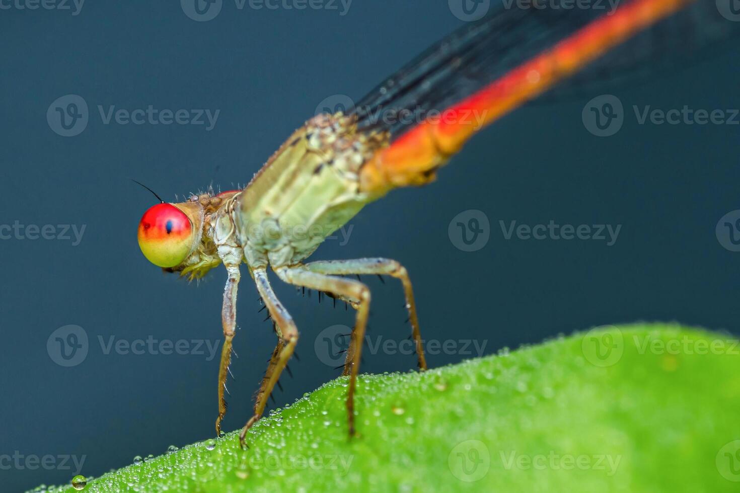 Colorful damselfly resting on vibrant green leaf photo