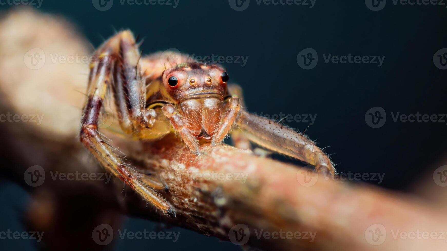 Jumping spider sitting on a branch, extreme close-up portrait photo