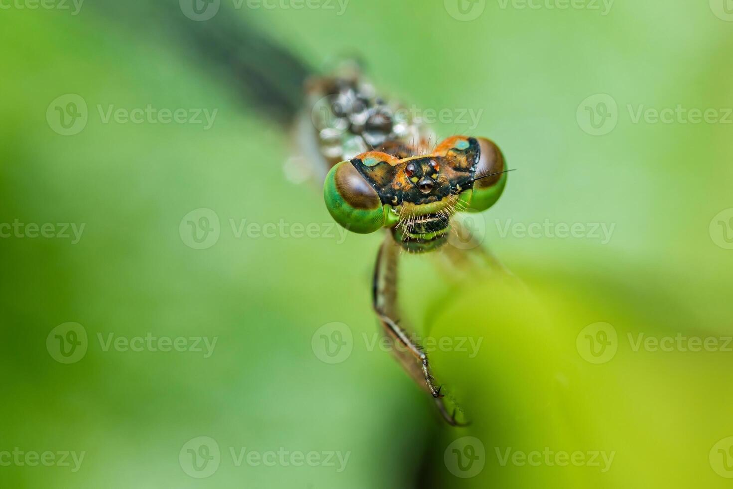 Damselfly perching on green leaf, extreme close-up of insect photo