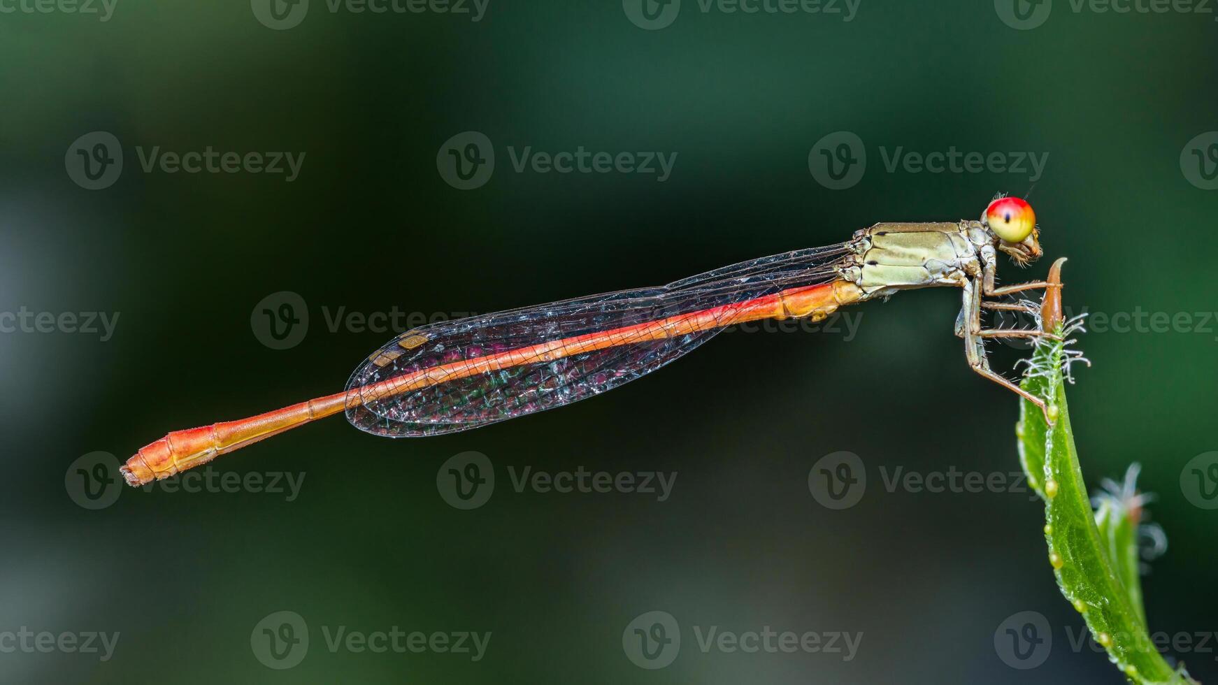 Tiny damselfly perching on green leaf, a macro photography delight photo