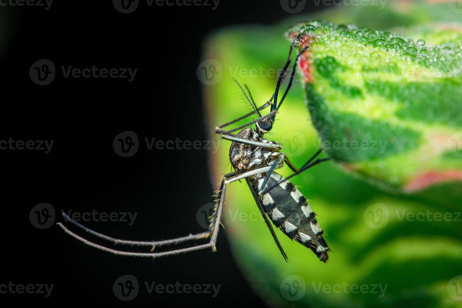 Asian tiger mosquito resting on a dew-covered leaf photo