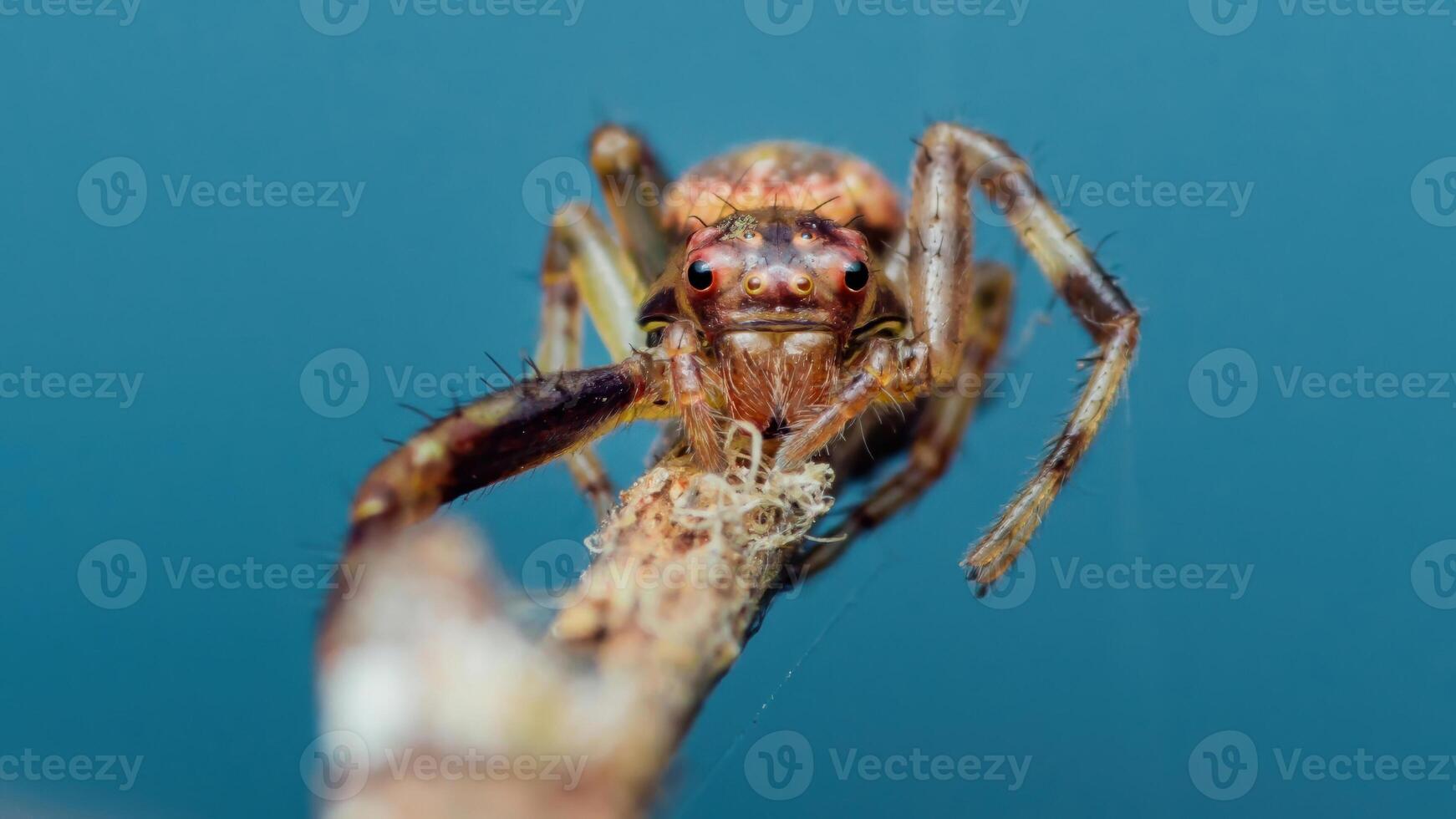 Jumping spider perched on branch with intense gaze and blue background photo
