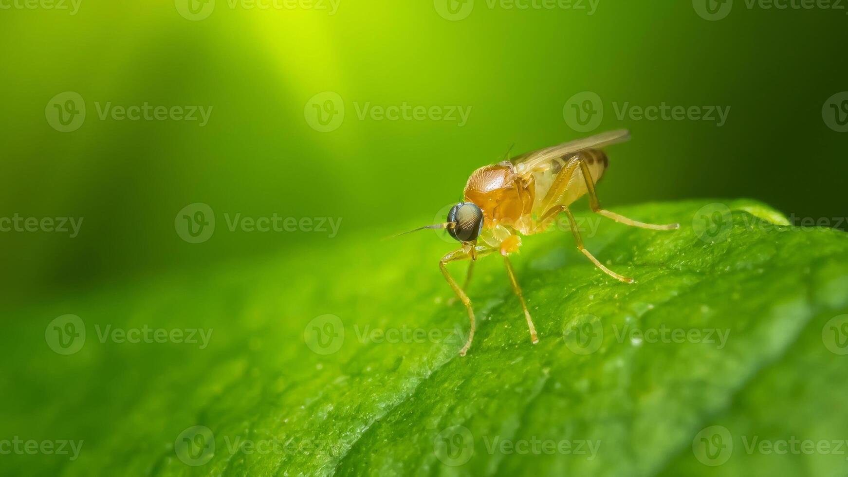 Tiny fly perched on vibrant green leaf in lush natural setting photo