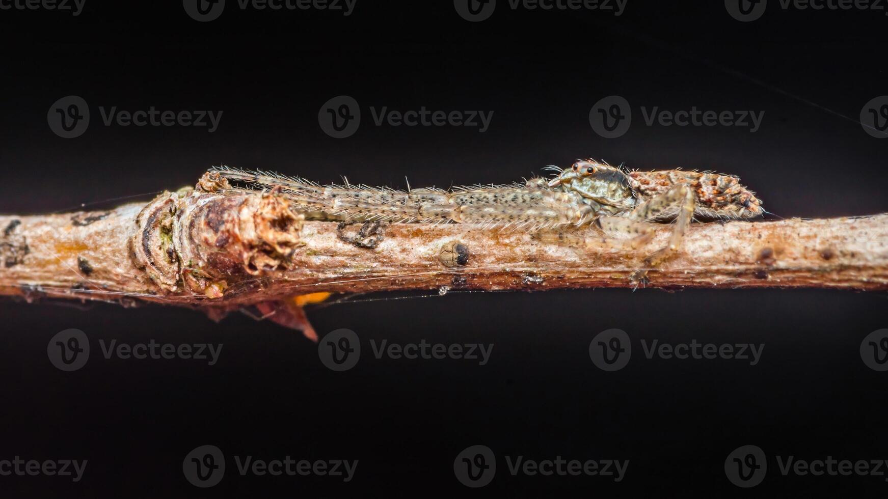 Tiny crab spider camouflaging on a branch photo