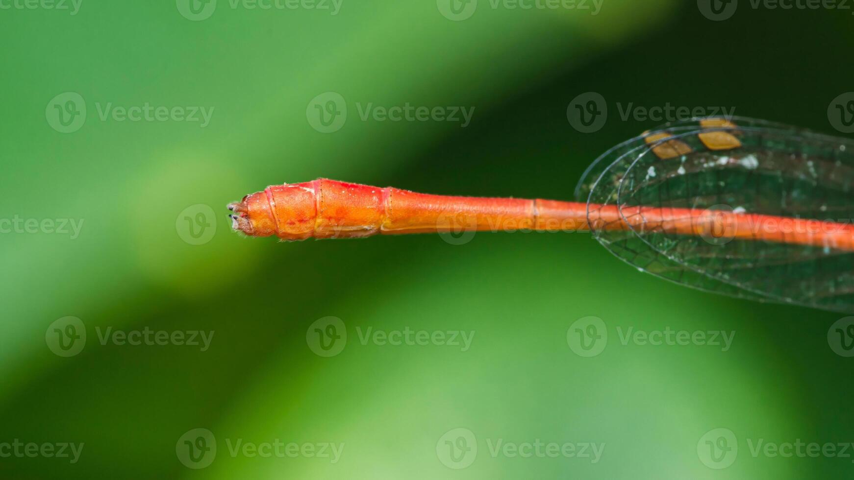 Red damselfly showing its abdomen and transparent wings photo