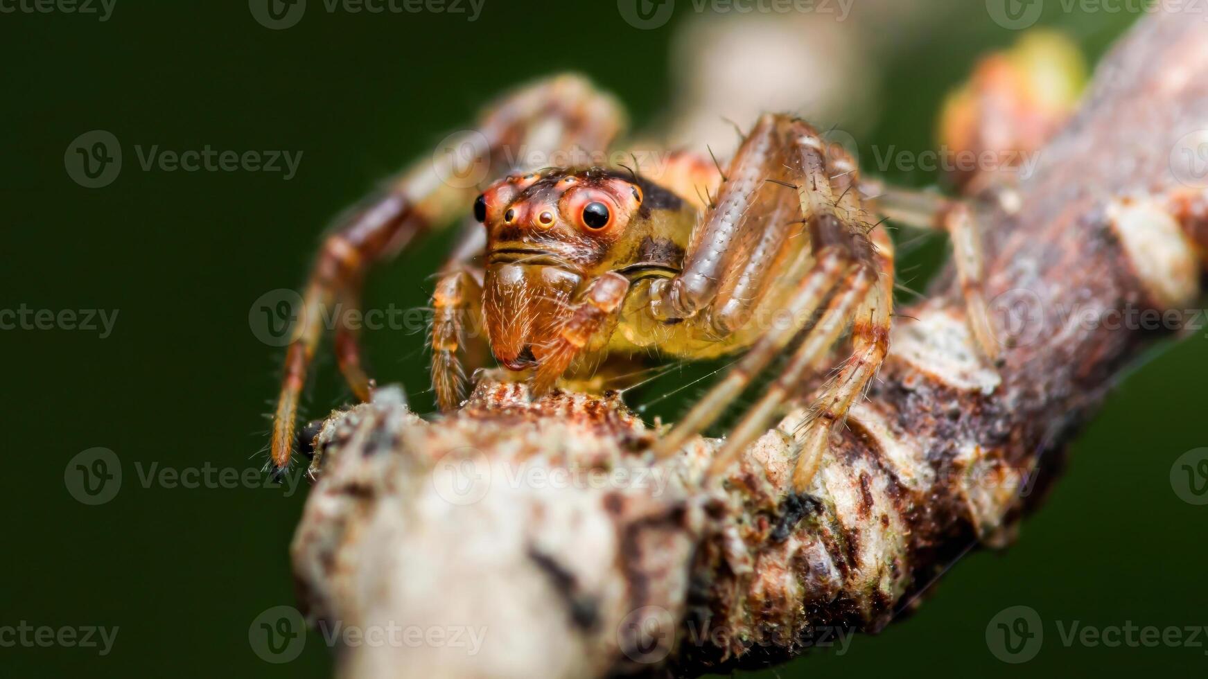 Jumping spider sitting on a branch, close-up macro photography photo