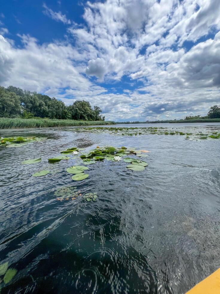 Kayaking on the lake with water lilies and lush green vegetation on the shore photo