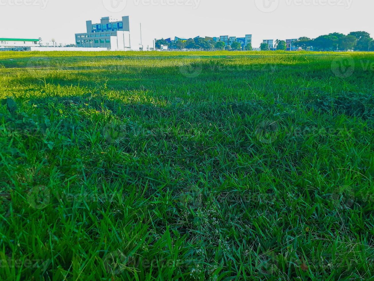 Lush Green Field with Distant Buildings under Bright Sky photo