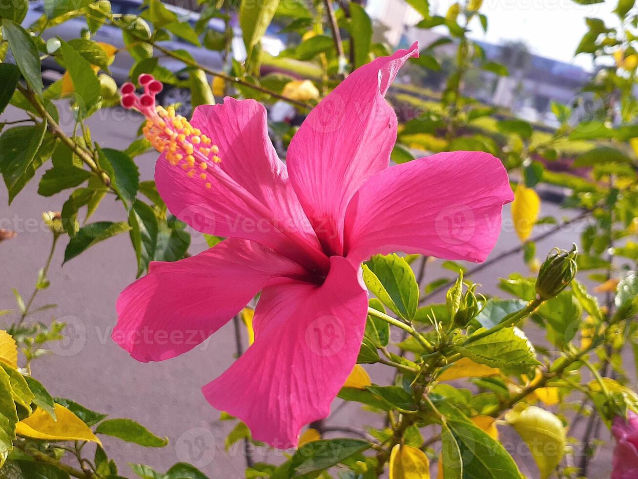Vibrant Pink Hibiscus Flower in Sunlight, Botanical Beauty, Close-Up, Nature's Bloom. photo