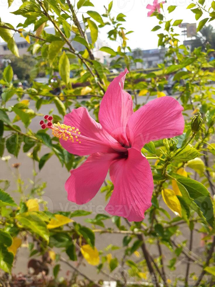 Vibrant Pink Hibiscus Blossom in Urban Setting Close-up of a hibiscus flower with delicate petals, showcasing its intricate details against a blurred backdrop photo