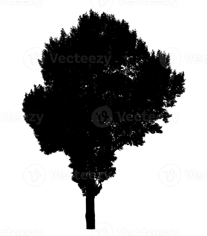 Isolated tree silhouette for brush on transparent background,High quality tree, Black tree silhouette canopy, dense foliage, transparent background, high resolution, perfect for design projects. png