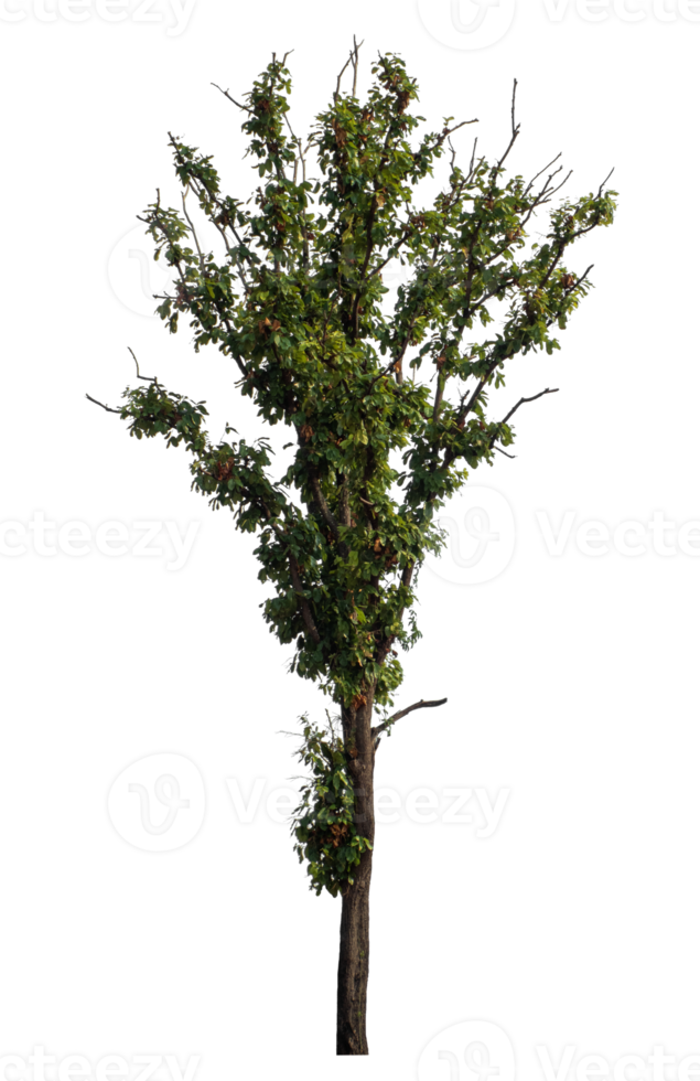 single tree on transparent picture background,High quality tree group isolated on transparent background png