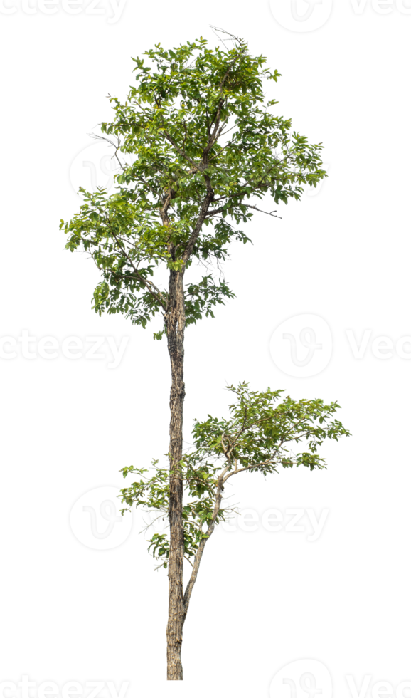 Real tree with green leaves,High quality tree group isolated on transparent background png