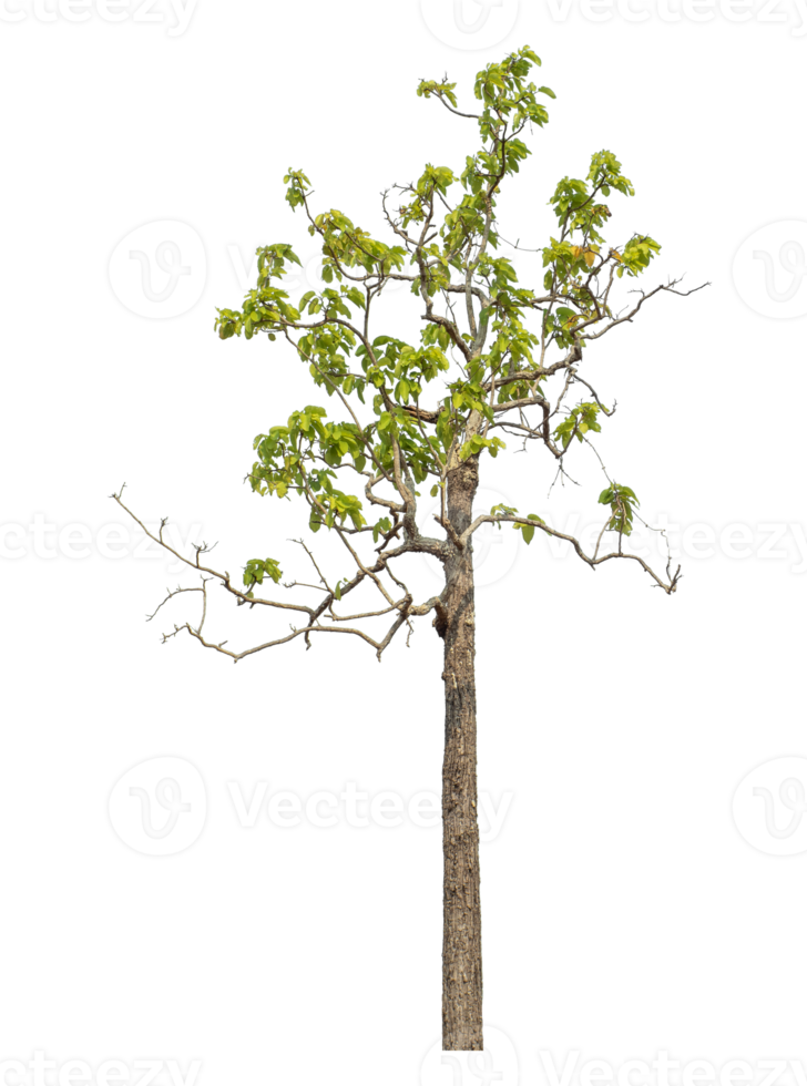 Real tree with green leaves, tree on transparent background.High quality tree group isolated on transparent background png
