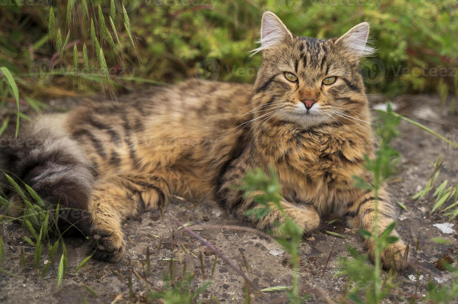 Close up of a Tabby brown street cat. He is resting on a stone. Tabby warm brown cat on the street. The cat is lying on a stone in the middle of the grass in the garden. He is looking at the camera photo