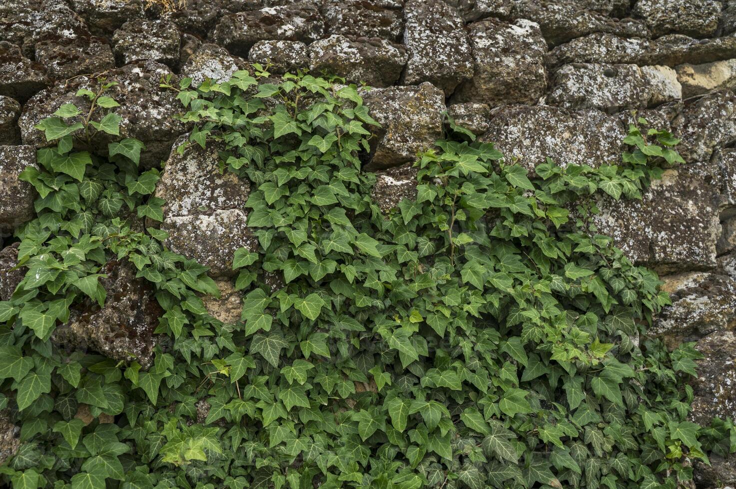 Background of ivy and old stones, aged stone brick wall with green ivy leaf in Matera, Italy using as texture background. High quality photo
