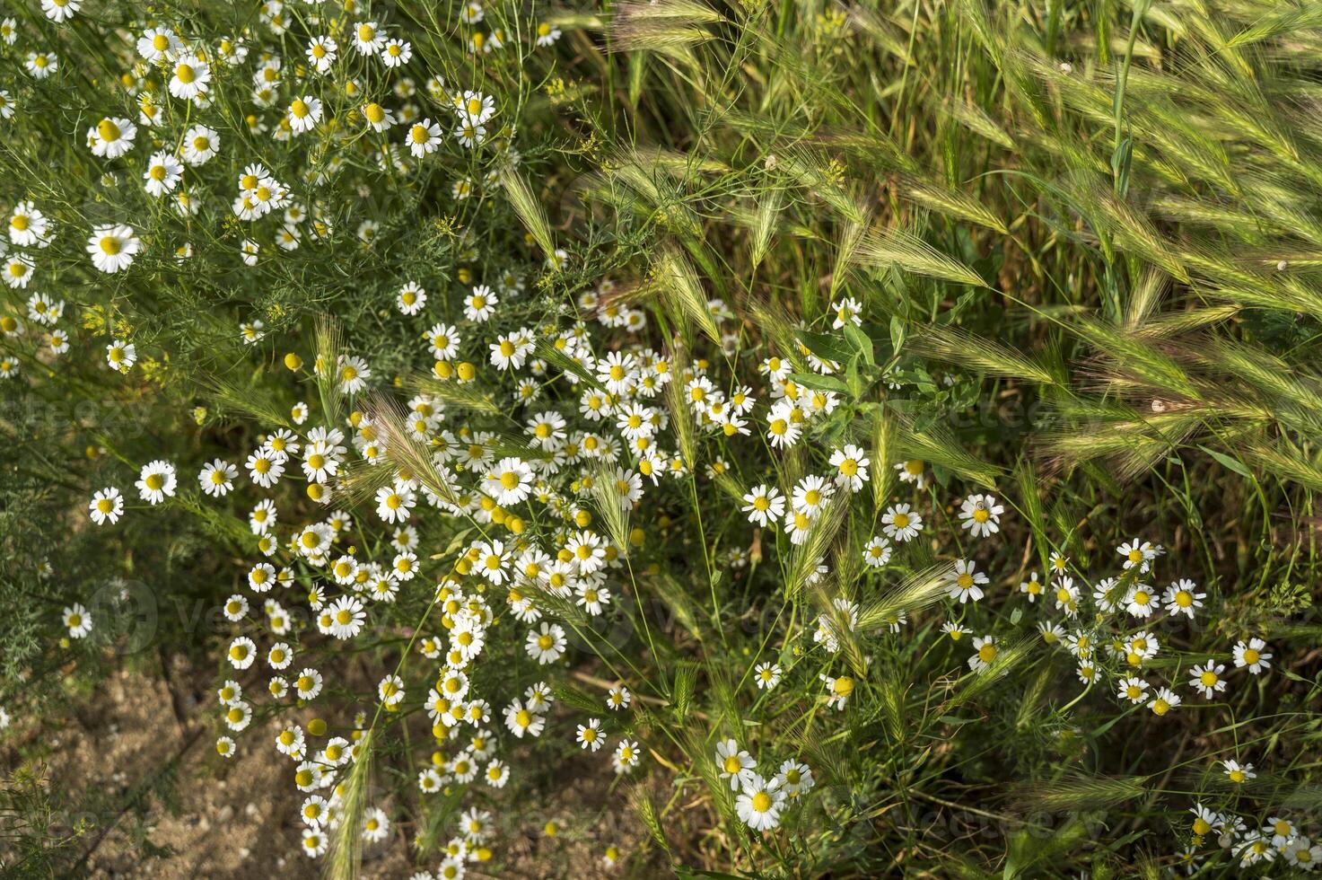 Background of white daisies in the garden, on the meadow. field with grass and flowers. Fresh real daisy flowers, flowers growing on meadow grass on a warm sunny spring summer day. Top view. photo