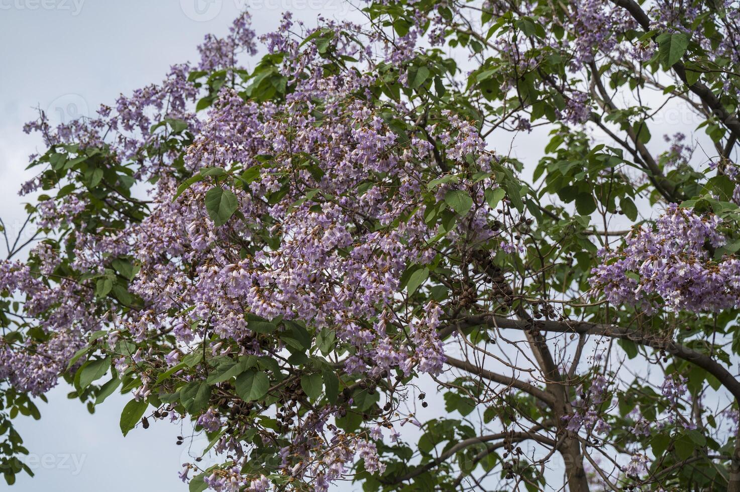 Lilac Paulownia Flower tree with yellow background in spring,Princess Tree ,Foxglove Tree, Chinese Empress Tree, royal paulownia. against the backdrop of a blue cloudless sky photo