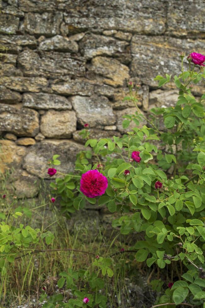 Red roses on the stone wall. A red tea rose blooms against the backdrop of an old wall made of huge stones. High quality photo