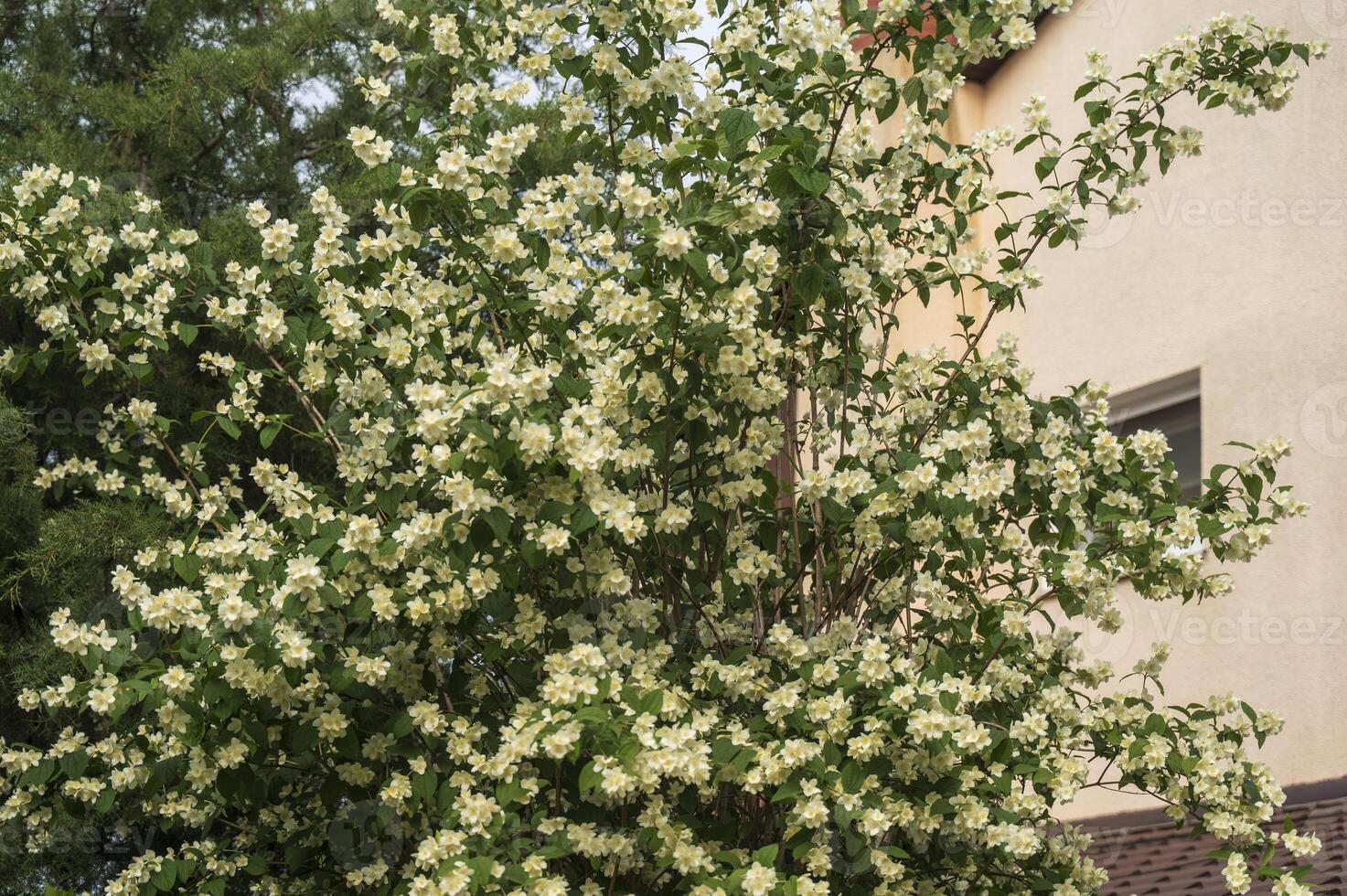 Blooming big jasmine tree. The tree blooms many and thickly. Green leaves and white flowers. The tree grows against the background of the wall of a beige house. photo