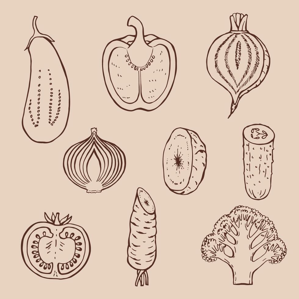 Set of vegetables Hand drawn illustration in outline style. vector