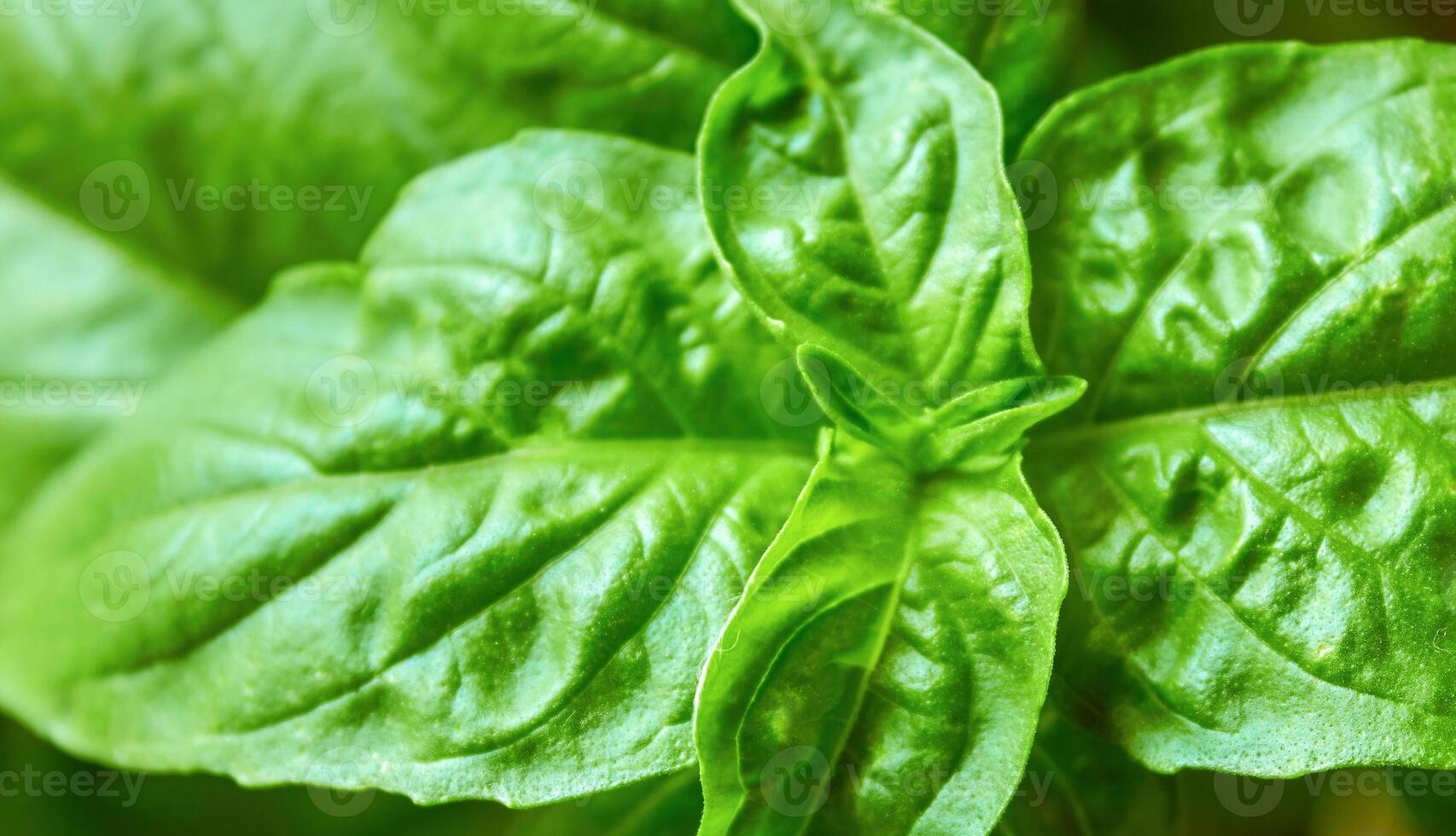 Large basil leaves photo