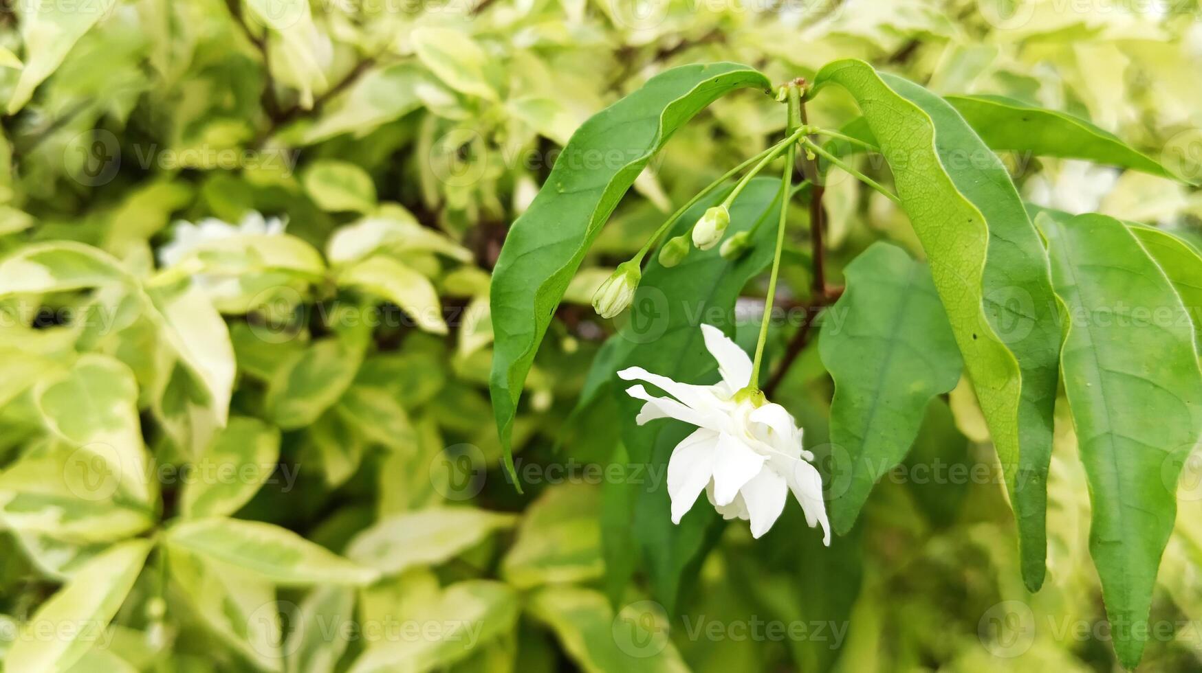 Princess Earrings or Wrightia religiosa, also known as Water Jasmine or Forest Jasmine in Indonesia. photo